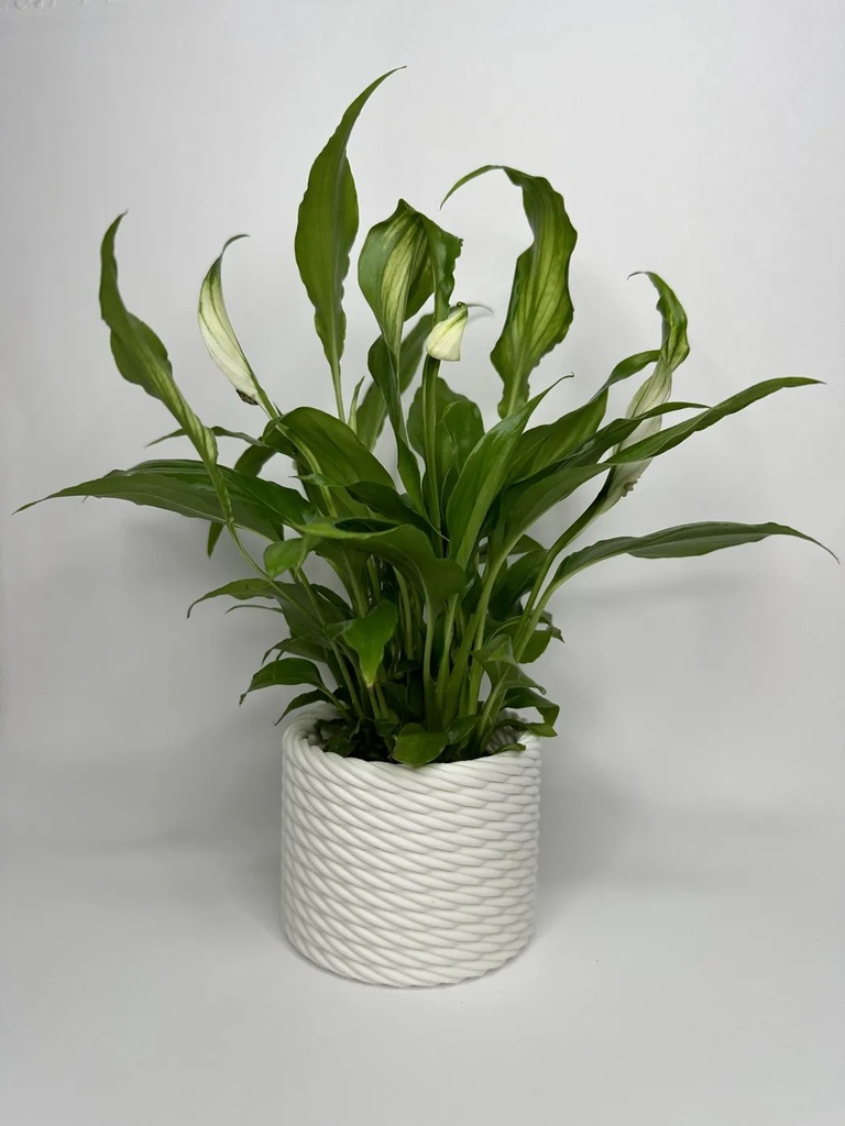 Rope Planter 2